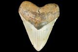Giant, Fossil Megalodon Tooth - North Carolina #109556-1